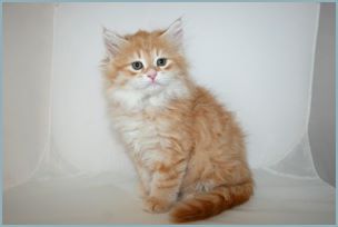 Male Siberian Kitten from Deedlebug Siberians